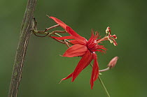 Perfumed Passion Flower (Passiflora vitifolia), Amazon, Ecuador