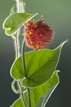 Gurania (Gurania eriantha) flower, Amazon, Ecuador