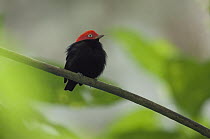 Red-capped Manakin (Pipra mentalis) male, Ecuador
