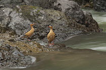 Torrent Duck (Merganetta armata) females along stream, Ecuador