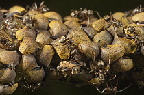 Treehopper (Tragopa sp) group being guarded by Ants (Formicidae), Amazon, Ecuador