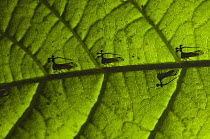 Treehopper (Bocydium sp) group, Amazon, Ecuador