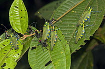 Lubber Grasshopper (Chromacris sp) group on leaves, Amazon, Ecuador