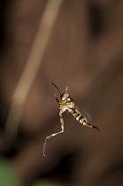 Robber Fly (Asilidae) flying, Amazon, Ecuador