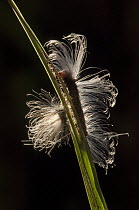 Tiger Moth (Arctiidae) caterpillar with long hairs, Amazon, Ecuador