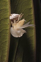 Black-and-white Treehopper (Membracis foliata) emerging from nymph, Amazon, Ecuador