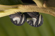 Black-and-white Treehopper (Membracis foliata) female next to male, Amazon, Ecuador
