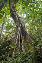 Fig (Ficus sp) tree with huge buttress roots, Amazon, Ecuador
