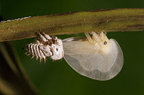 Black-and-white Treehopper (Membracis foliata) emerging from nymph, Amazon, Ecuador