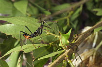 Treehopper (Umbonia sp) female defending eggs against Assassin Bug (Reduviidae) predator, Amazon, Ecuador