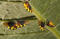 Mexican Treehopper (Membracis mexicana) group, Ecuador