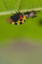 Mexican Treehopper (Membracis mexicana) with ants, Ecuador