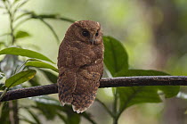 Colombian Screech-Owl (Megascops colombianus), Colombia