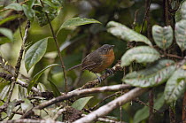 Parker's Antbird (Cercomacra parkeri) female, Colombia