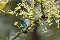Indigo-capped Hummingbird (Amazilia cyanifrons), Colombia