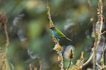 Bay-headed Tanager (Tangara gyrola), Colombia