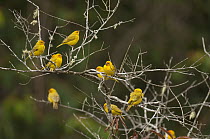 Saffron Finch (Sicalis flaveola) males, Colombia