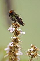 Rufous-crested Coquette (Lophornis delattrei) hummingbird female, Colombia