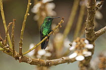 Indigo-capped Hummingbird (Amazilia cyanifrons), Colombia