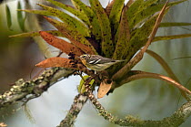 Blackburnian Warbler (Setophaga fusca) male, Colombia