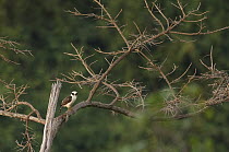 Laughing Falcon (Herpetotheres cachinnans), Colombia