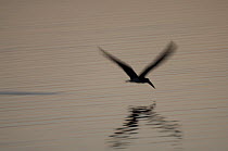 Black Skimmer (Rynchops niger) flying over water, Colombia