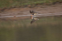 Black Skimmer (Rynchops niger) flying over water skimming for prey, Colombia