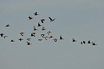 Black-bellied Whistling Duck (Dendrocygna autumnalis) flock flying, Colombia