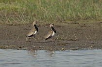 Southern Lapwing (Vanellus chilensis) pair on shoreline, Colombia