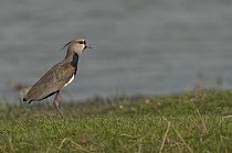 Southern Lapwing (Vanellus chilensis), Colombia