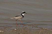 Pied Lapwing (Vanellus cayanus) on shoreline, Colombia