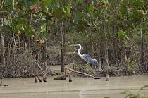 White-necked Heron (Ardea cocoi) in wetland, Colombia