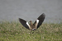Southern Lapwing (Vanellus chilensis) landing, Colombia
