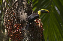 Choco Toucan (Ramphastos brevis) feeding on fruit, Ecuador