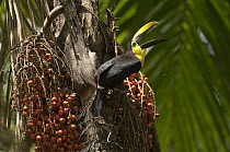 Choco Toucan (Ramphastos brevis) feeding on fruit, Ecuador
