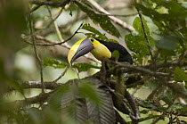 Chestnut-mandibled Toucan (Ramphastos swainsonii), Ecuador