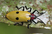 Leaf Beetle (Alurnus sp), Amazon, Ecuador