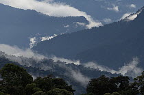 Cloud forest on the western slopes of Andes, Maquipucuna Reserve, Ecuador