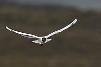 Andean Gull (Larus serranus) flying, Ecuador