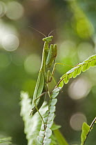Praying Mantis (Parastagmatoptera sp), Ecuador