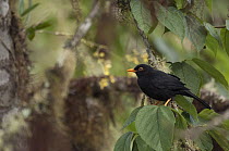 Glossy-black Thrush (Turdus serranus) male, Ecuador