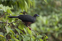 Sickle-winged Guan (Chamaepetes goudotii), Ecuador