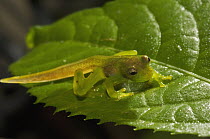 Tree Frog (Hylidae) froglet with tail and developed back legs, Ecuador