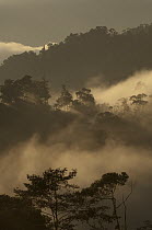 Cloud forest on the western slopes of Andes, Maquipucuna Reserve, Ecuador