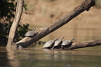 Yellow-spotted Amazon River Turtle (Podocnemis unifilis) group basking on logs, Tiputini River, Amazon, Ecuador
