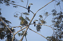 Red-billed Toucan (Ramphastos tucanus) trio in canopy, Ecuador