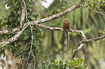 Coppery Titi (Callicebus cupreus) monkey in canopy, Ecuador