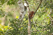 Coppery Titi (Callicebus cupreus) monkey in canopy, Ecuador