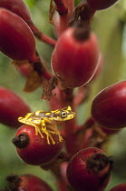 Chachi Tree Frog (Hypsiboas picturatus), Ecuador