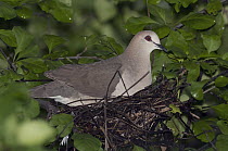 White-tipped Dove (Leptotila verreauxi) parent on nest, Ecuador